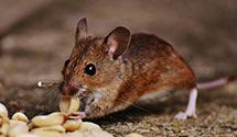 24 Hour & Emergency Exterminators in Fleetwood, PA